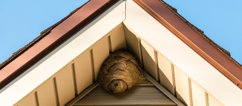 What Should You Do If Your Attic Insulation Falls Victim to an Infestation?