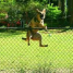 Make Sure the Dog Fence You Install Suits the Breed of Your Dog