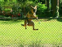 Make Sure the Dog Fence You Install Suits the Breed of Your Dog