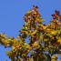 Situations When Tree Removal Is the only Solution