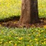 What’s the Difference between Tree Trimming and Tree Pruning?