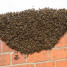 What to Do While Waiting for a Bee Removal Professional