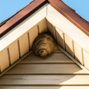 What Should You Do If Your Attic Insulation Falls Victim to an Infestation?