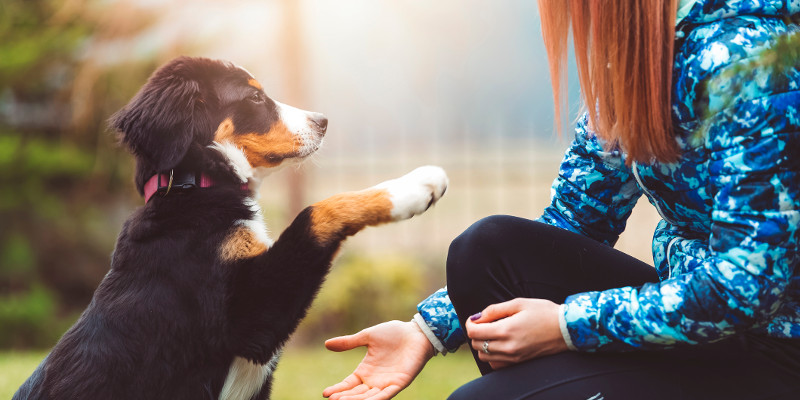 How Dog Training Improves Life for Both Dog and Owner