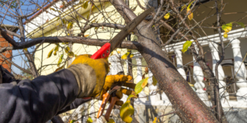 most crucial reasons you need an arborist 