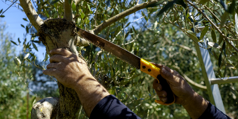 One more reason to hire an arborist to take care of your trees 