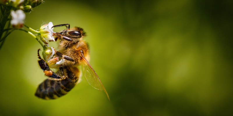 honey bee removal is better than honey bee extermination