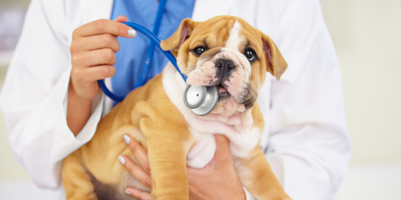 veterinary equipment also has a major role to play