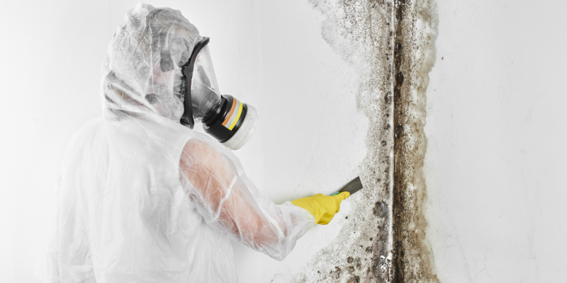 mold removal should be your number one priority