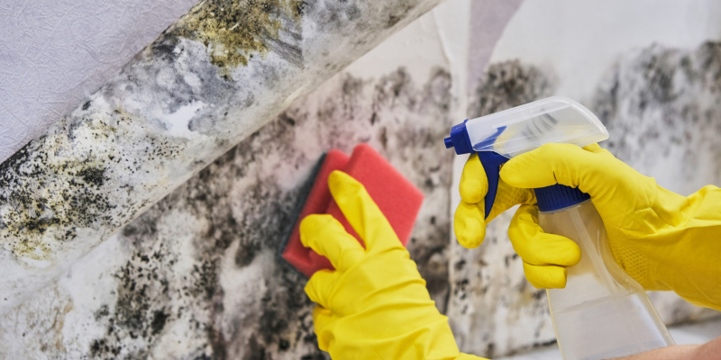 you can easily deal with mold remediation yourself