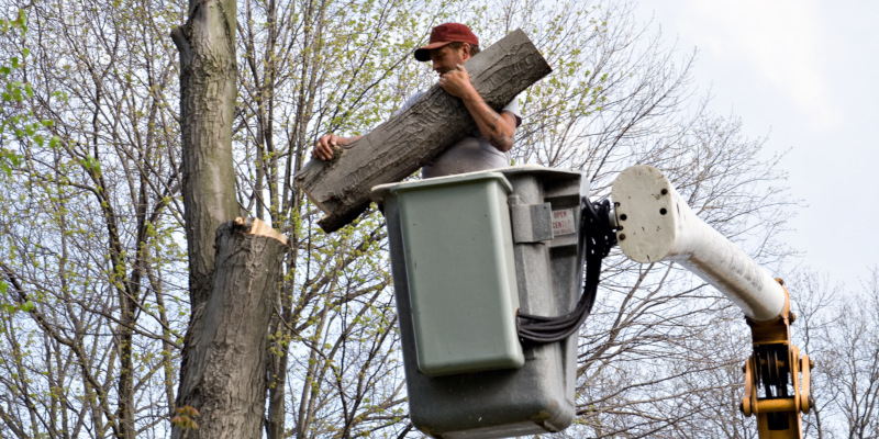 When you call a professional tree services company 