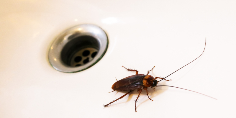 exterminator company with excellent cockroach control services 