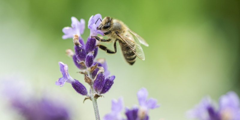 hiring bee relocation services