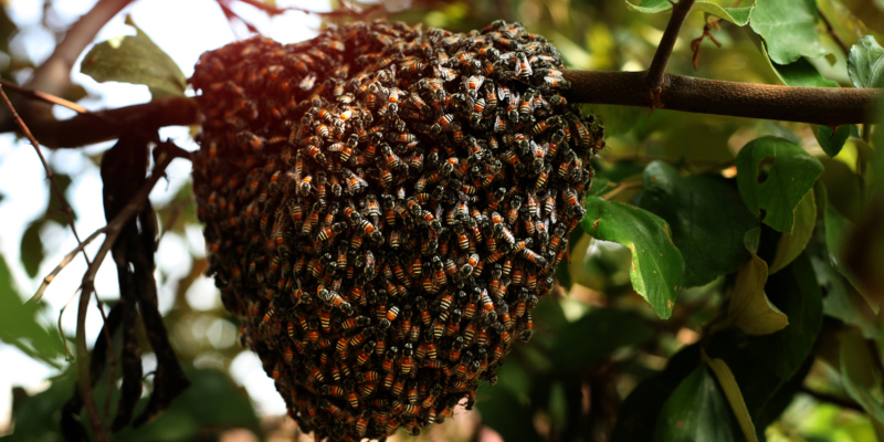 you’re considering professional honey bee removal services