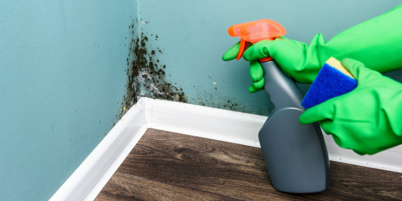 Mold Removal Tips for Your Home