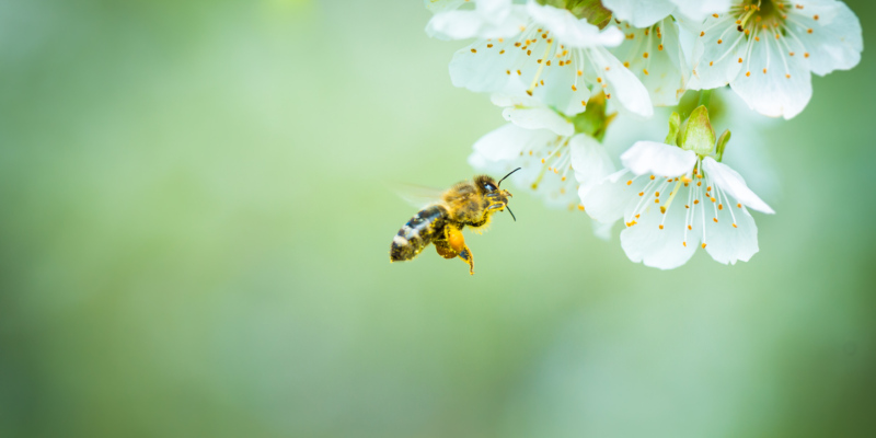 hiring bee removal services would help bees thrive 