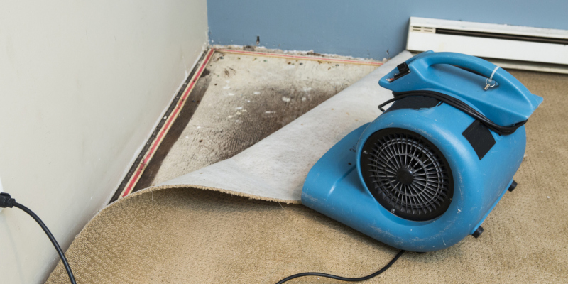 the real solution is mold remediation services