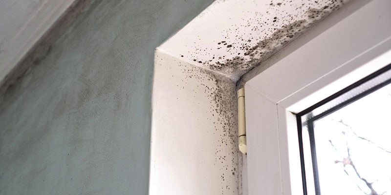 A Short Guide to Why Mold Remediation Is So Important 