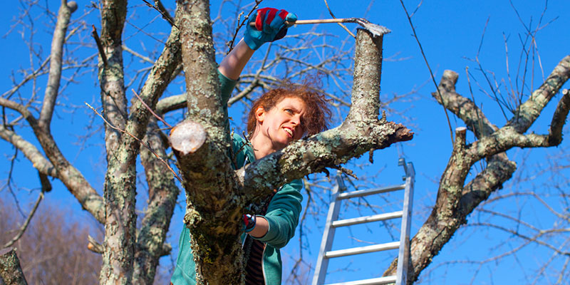 4 Reasons You Need an Arborist for Your Landscape