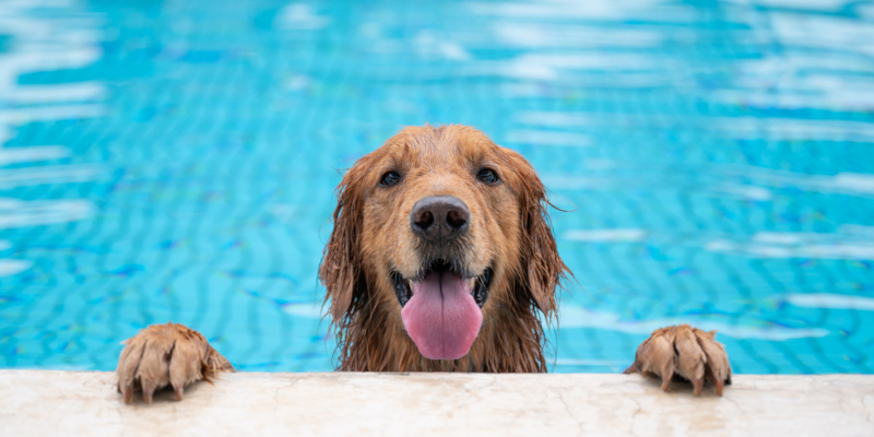 help make sure that swimming pools are fun 