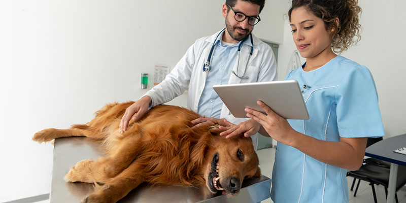 Is Your Veterinary Equipment Suitable for Larger Pets?