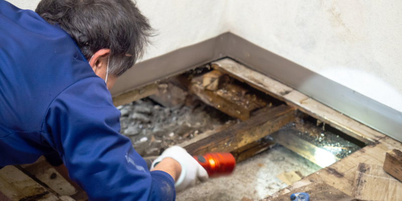 This is Why You Should Call a Professional Crawl Space Mold Removal Contractor