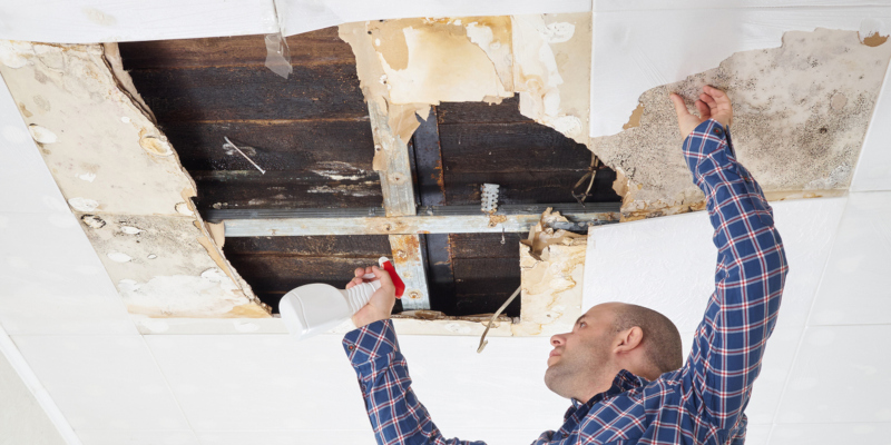 benefit of seeking out professional mold removal service 