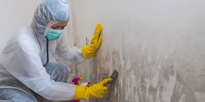 An Explanation of the Mold Removal Process 