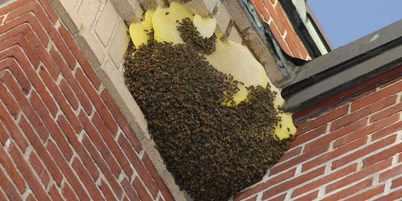 3 Reasons Why Bee Relocation Is a Great Option