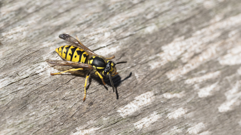 3 Important Reasons to Call a Yellow Jacket Removal Professional