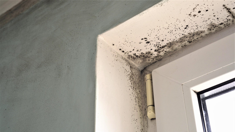 Why Mold Remediation Shouldn’t Be a DIY Project