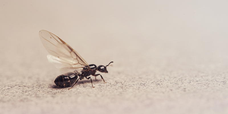 Ants Everywhere? 4 Signs You Need Carpenter Ant Control