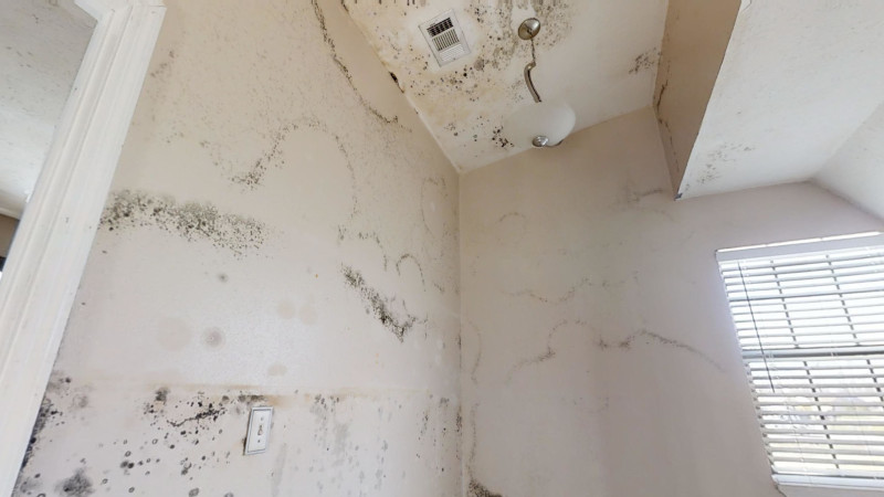 5 Reasons You Should Conduct Mold Remediation