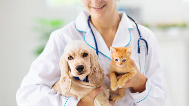 Sourcing the Best Veterinary Medical Equipment: Top Tips