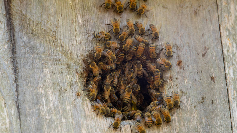 Bee Removal: The Best Way to Get Rid of Bees - Expert Process