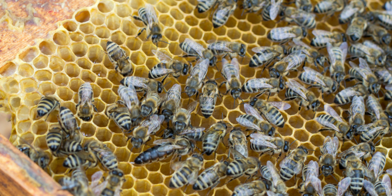 How Does Bee Relocation Work?