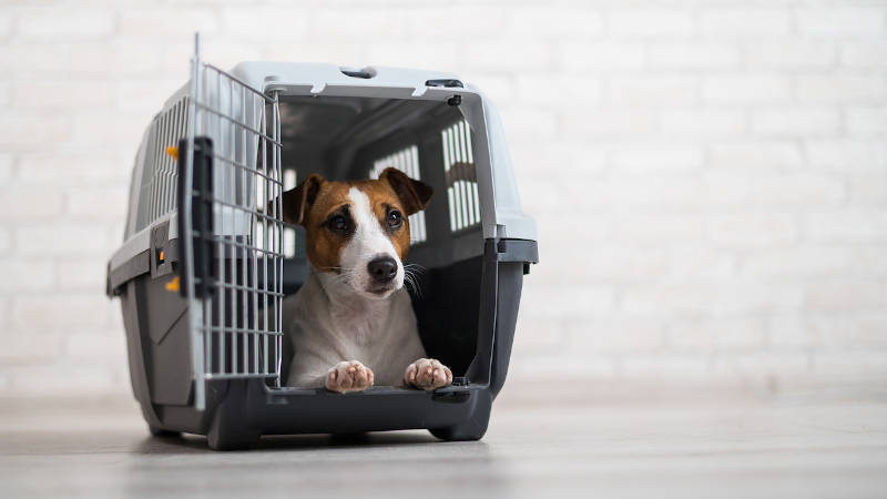 How to Board Your Dog: Tips for Finding the Right Place