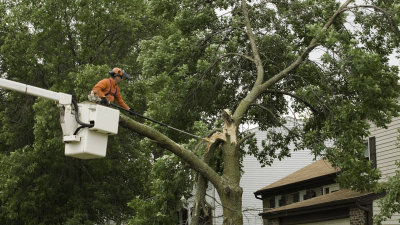 What Is Emergency Tree Service?