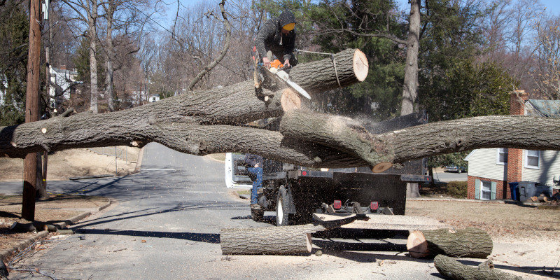 Arborist: What to Look for in an Emergency Tree Removal Contractor