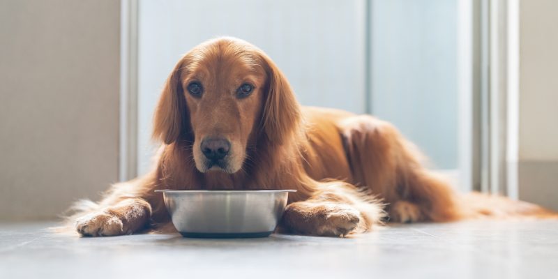 Is It Time to Switch to Raw Dog Food for Your Dog?