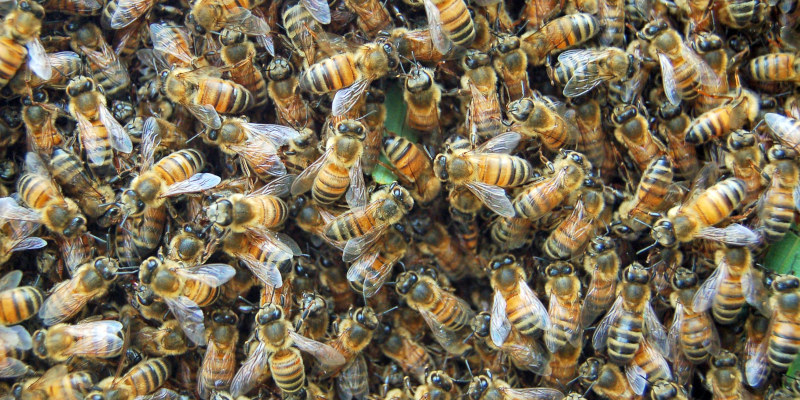 What to Expect from Bee Removal Services