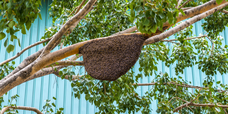 3 Signs You Need Professional Bee Removal 