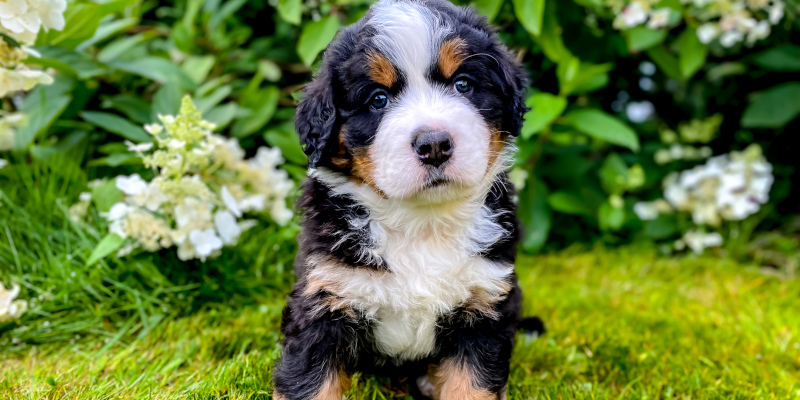 2 Options for Purebred Puppy Registration without Papers