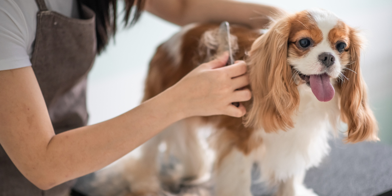 How Often Should Your Dog Go to the Dog Groomer? 