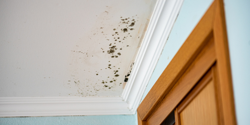 What Many People Don’t Know About Mold Removal