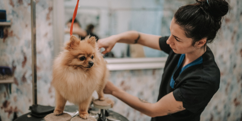 How to Make Your Dog More Comfortable at the Dog Groomer